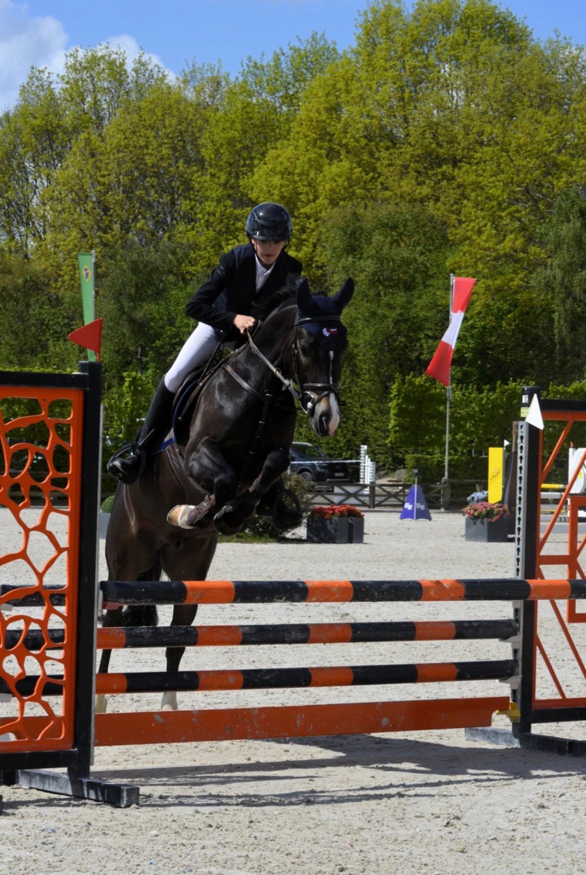 nrps springpony ruin 5 år zwart till salu - Foto 6