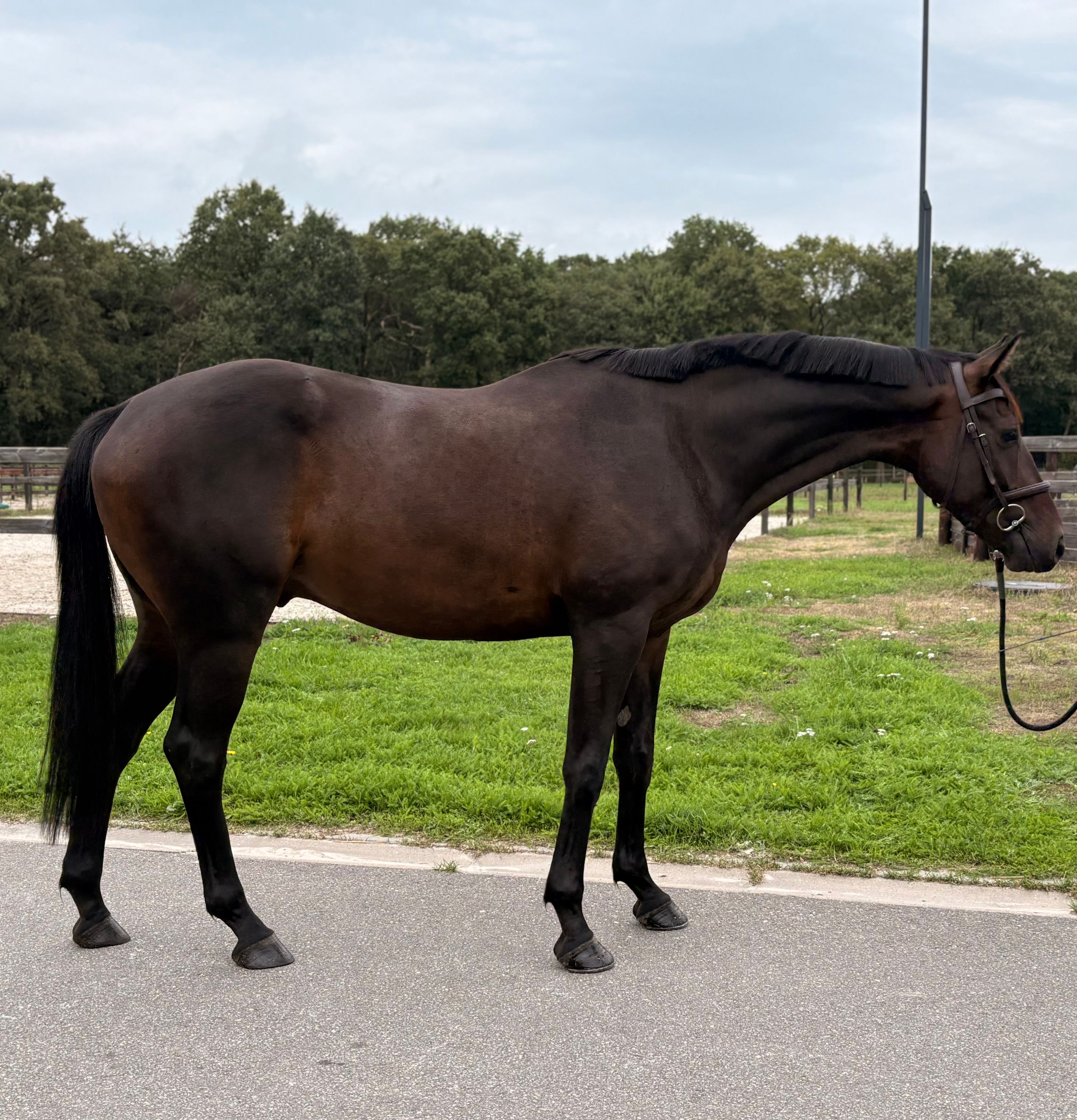 4歳のせん馬 総合馬術/障害馬術、アマチュア向け