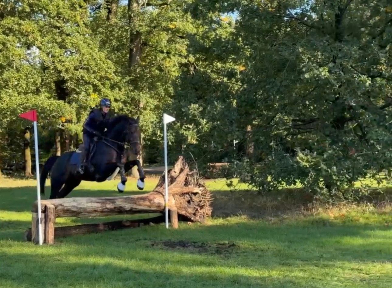 bwp springpaard ruin 4 år donkerbruin till salu - Foto 4