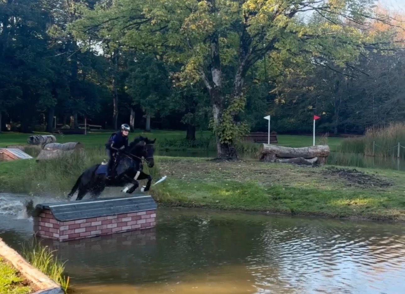 bwp springpaard ruin 4 år donkerbruin till salu - Foto 5