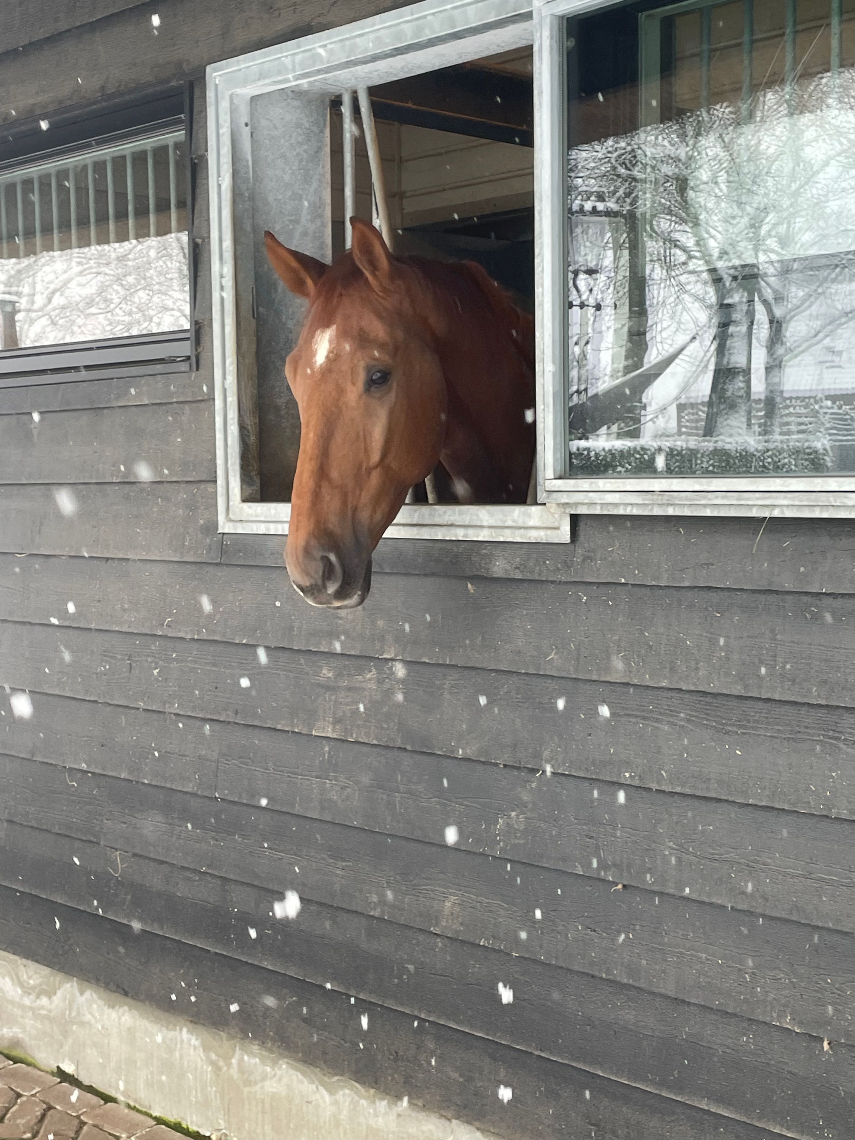 kwpn recreatie-paard ruin 5 år vos till salu - Foto 5