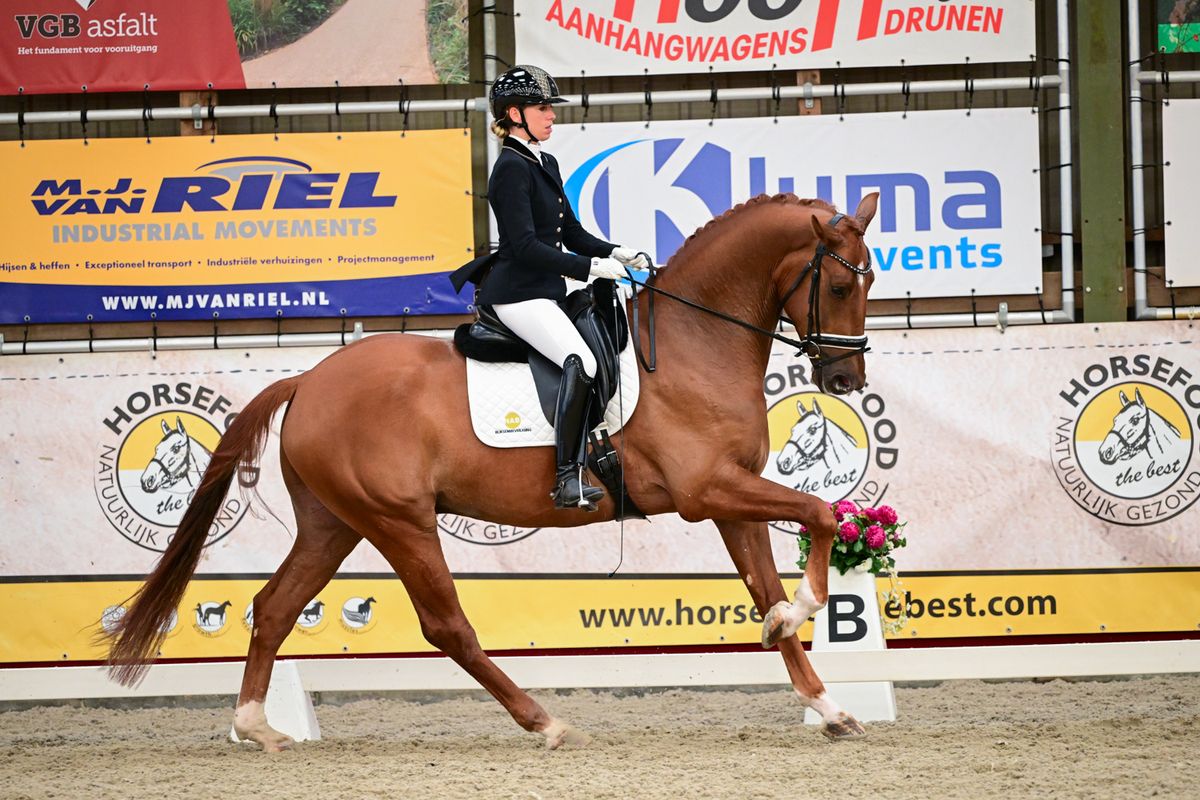 kwpn recreatie-paard ruin 5 år vos till salu - Foto 6