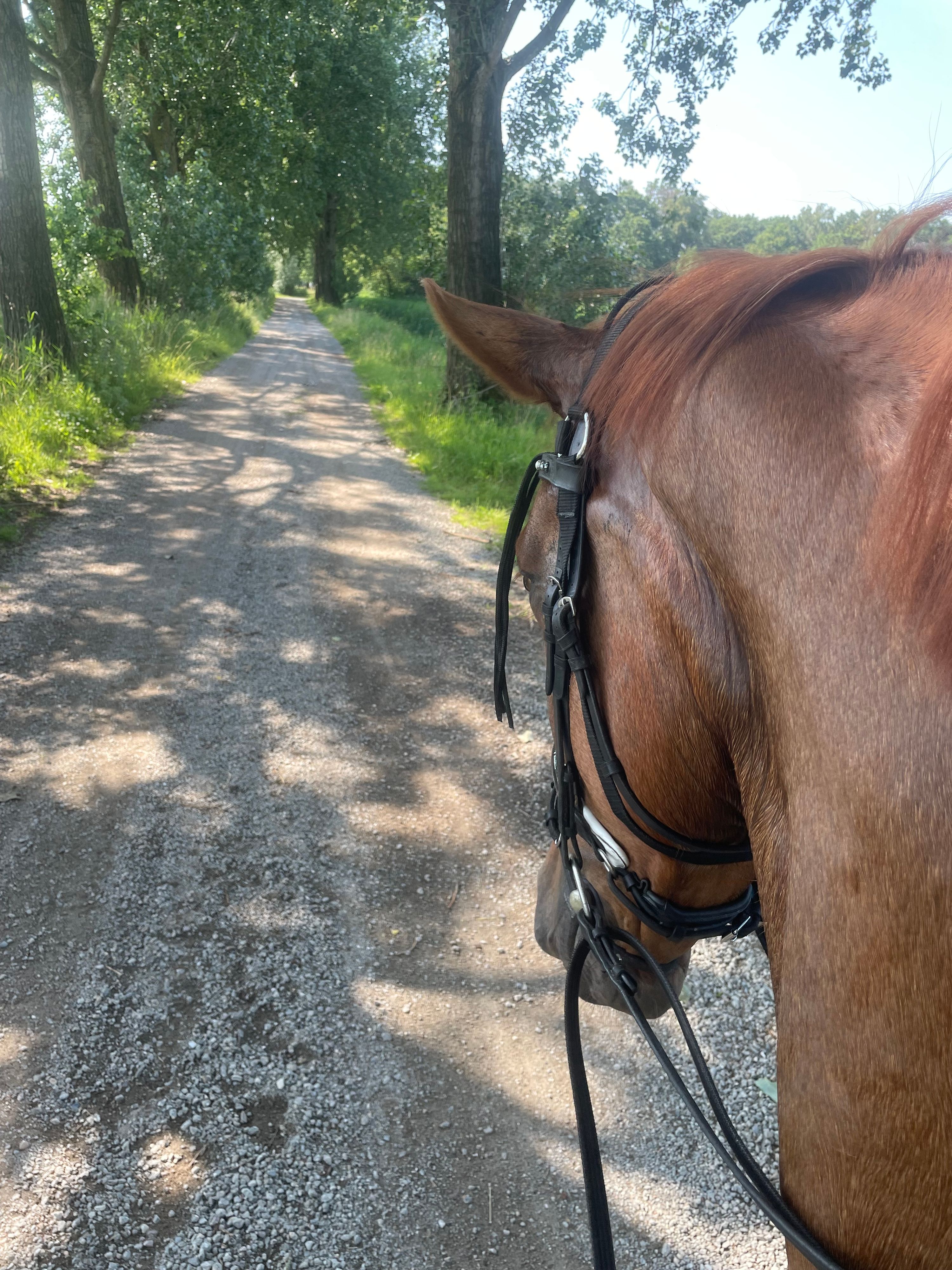 kwpn recreatie-paard ruin 5 år vos till salu - Foto 3