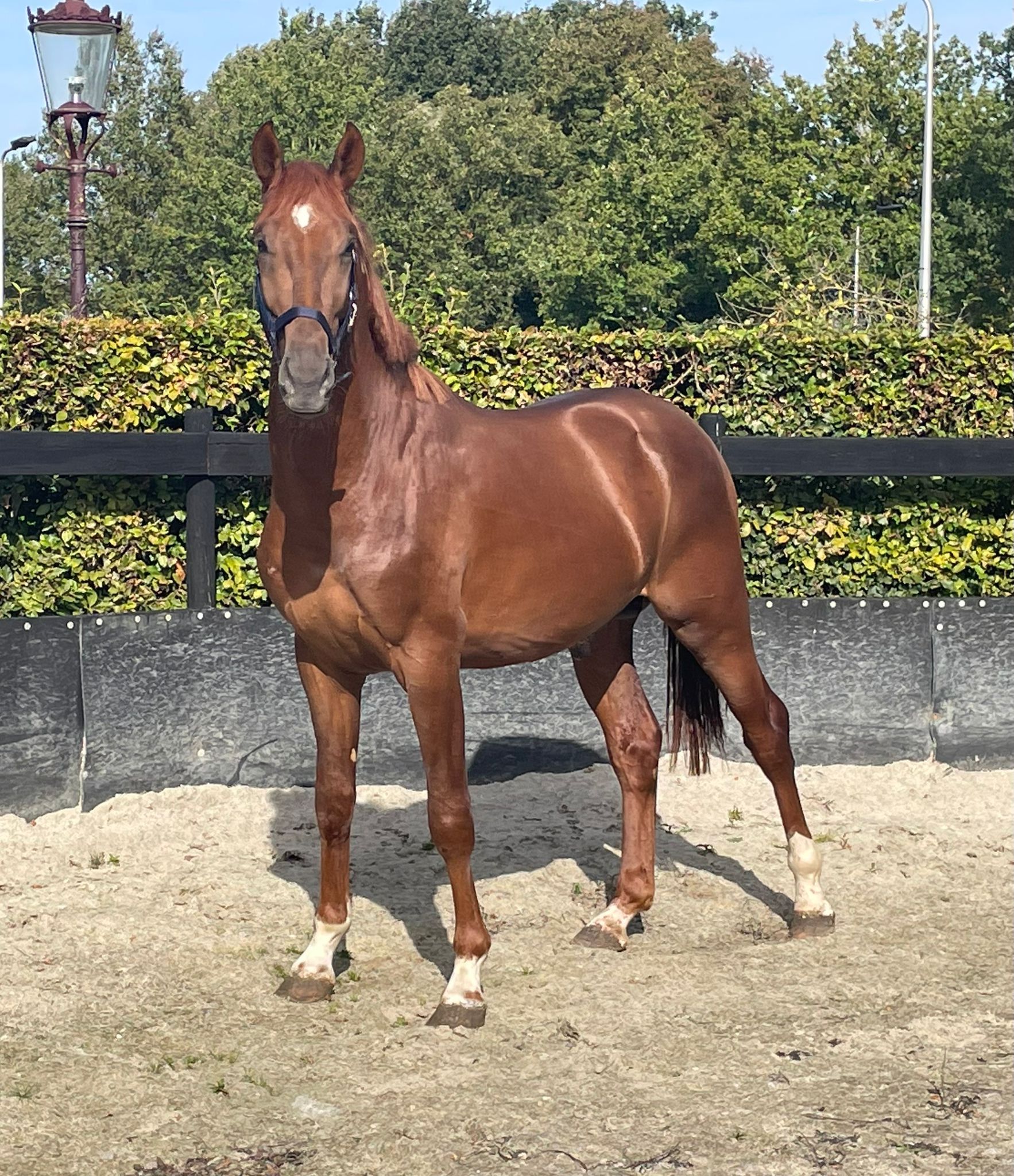 Caballo de paseo / compañero de prado / coach