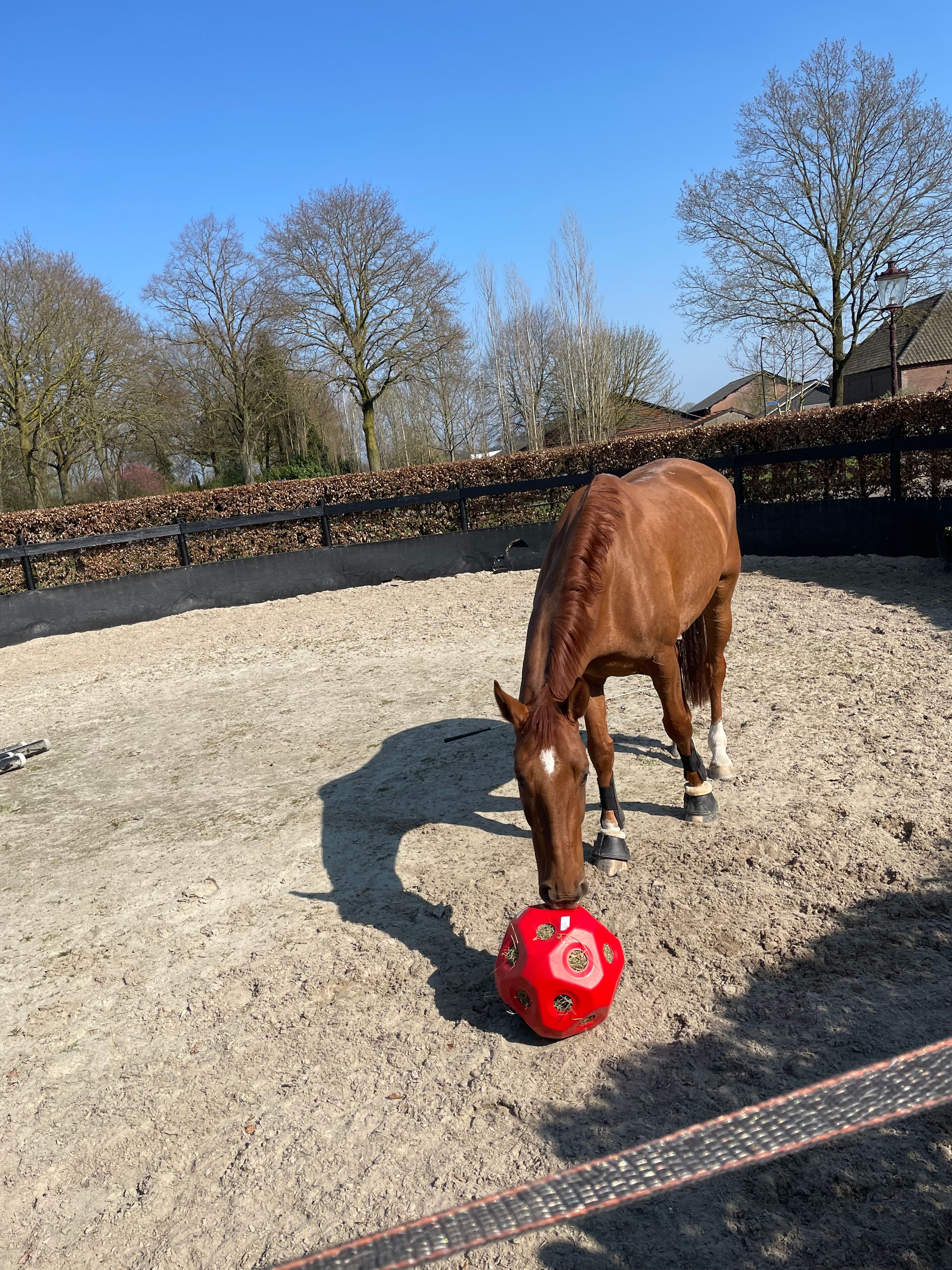 kwpn recreatie-paard ruin 5 år vos till salu - Foto 4