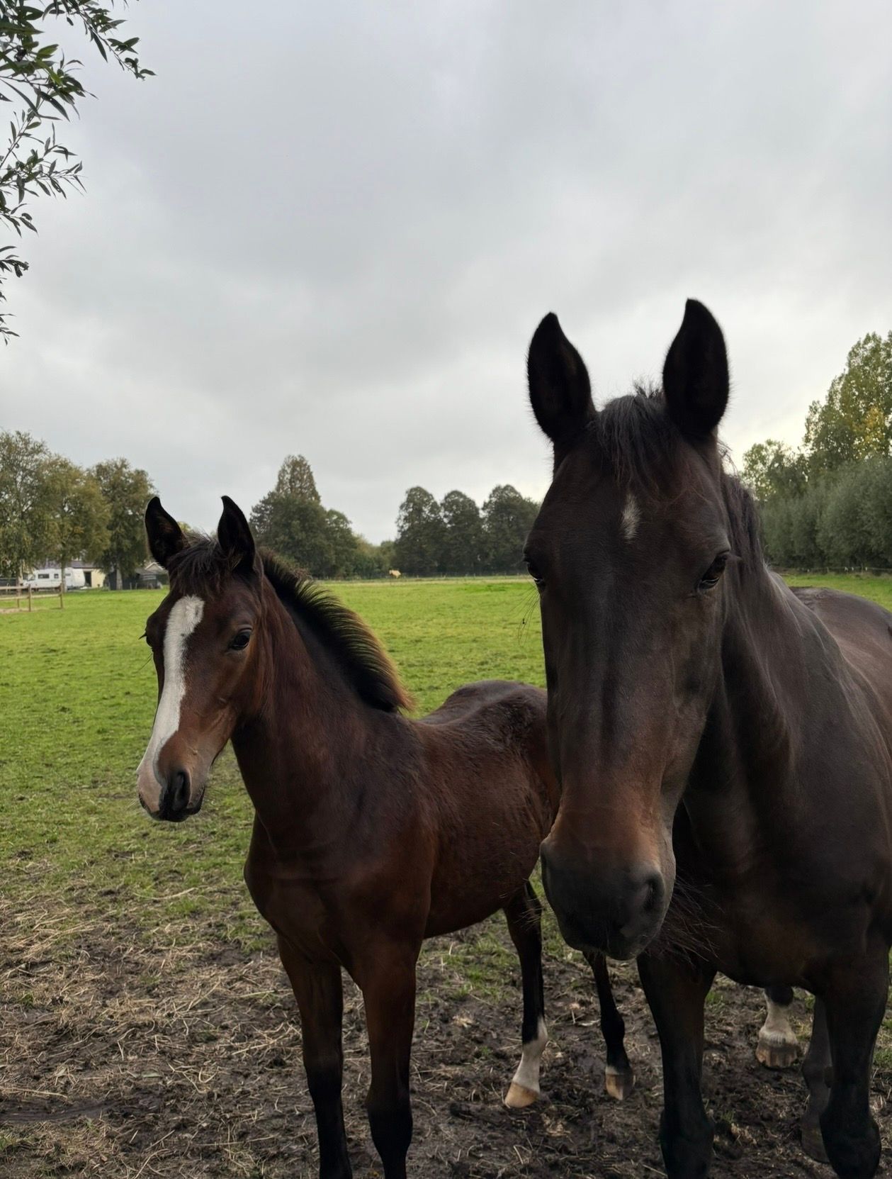 kwpn springpaard merrie 16 år bruin till salu - Foto 5