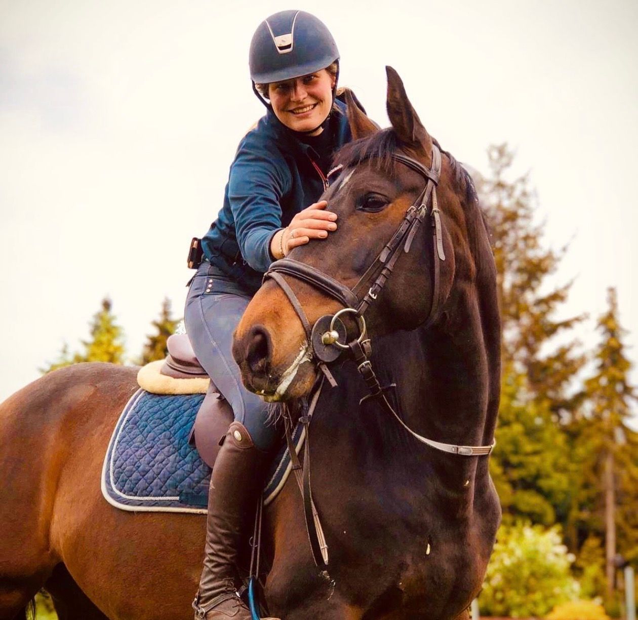 kwpn springpaard merrie 16 år bruin till salu - Foto 2