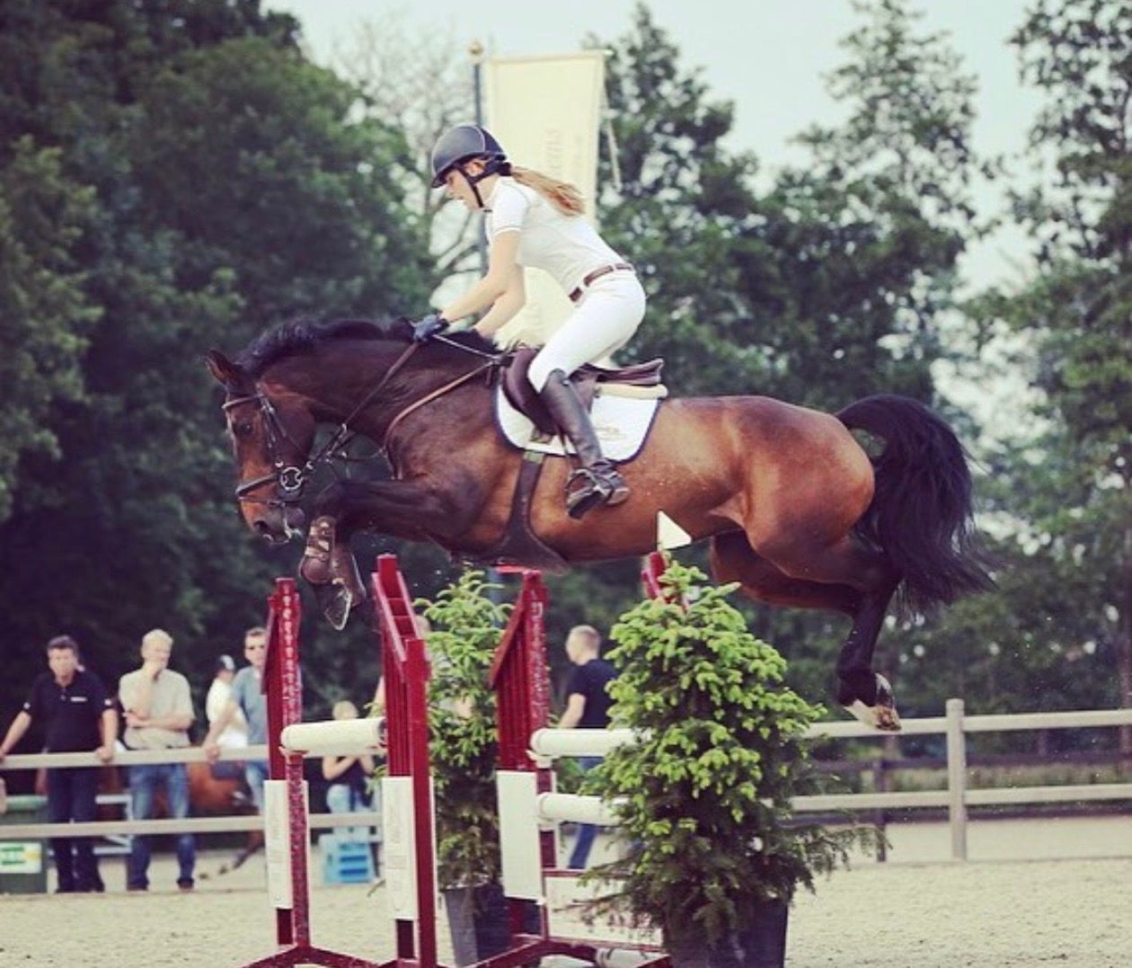 kwpn springpaard merrie 16 år bruin till salu - Foto 4