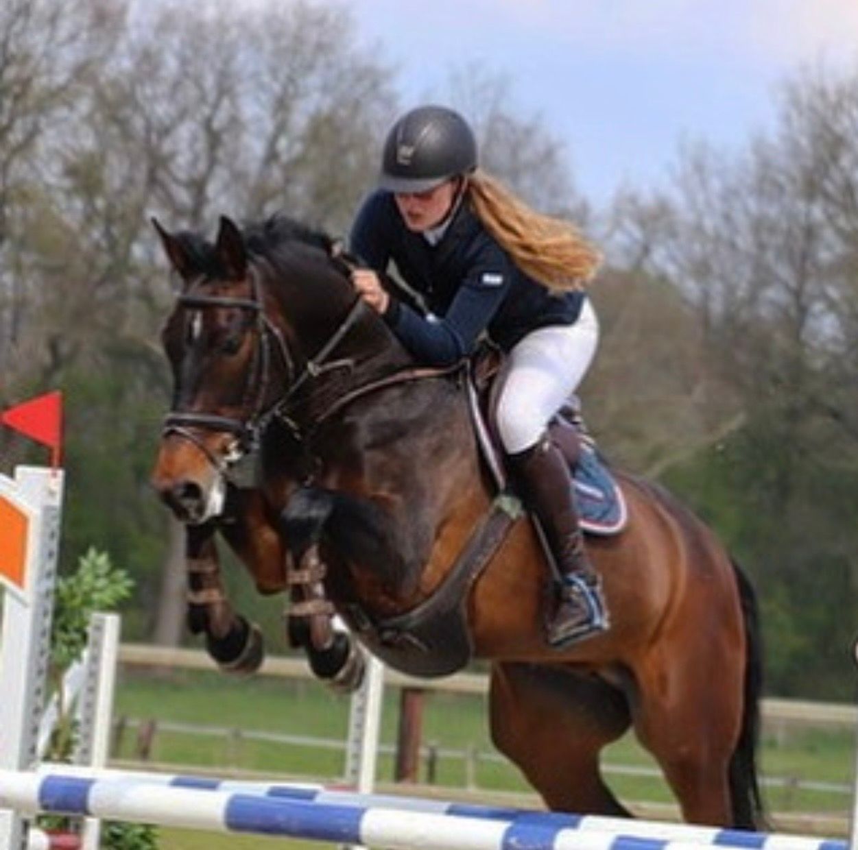 kwpn springpaard merrie 16 år bruin till salu - Foto 3