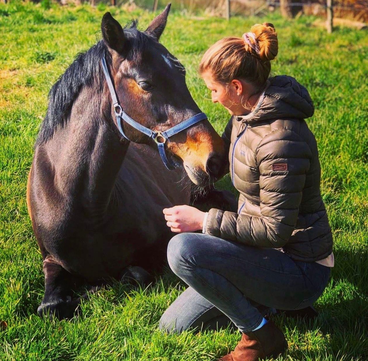 kwpn springpaard merrie 16 år bruin till salu - Foto 6