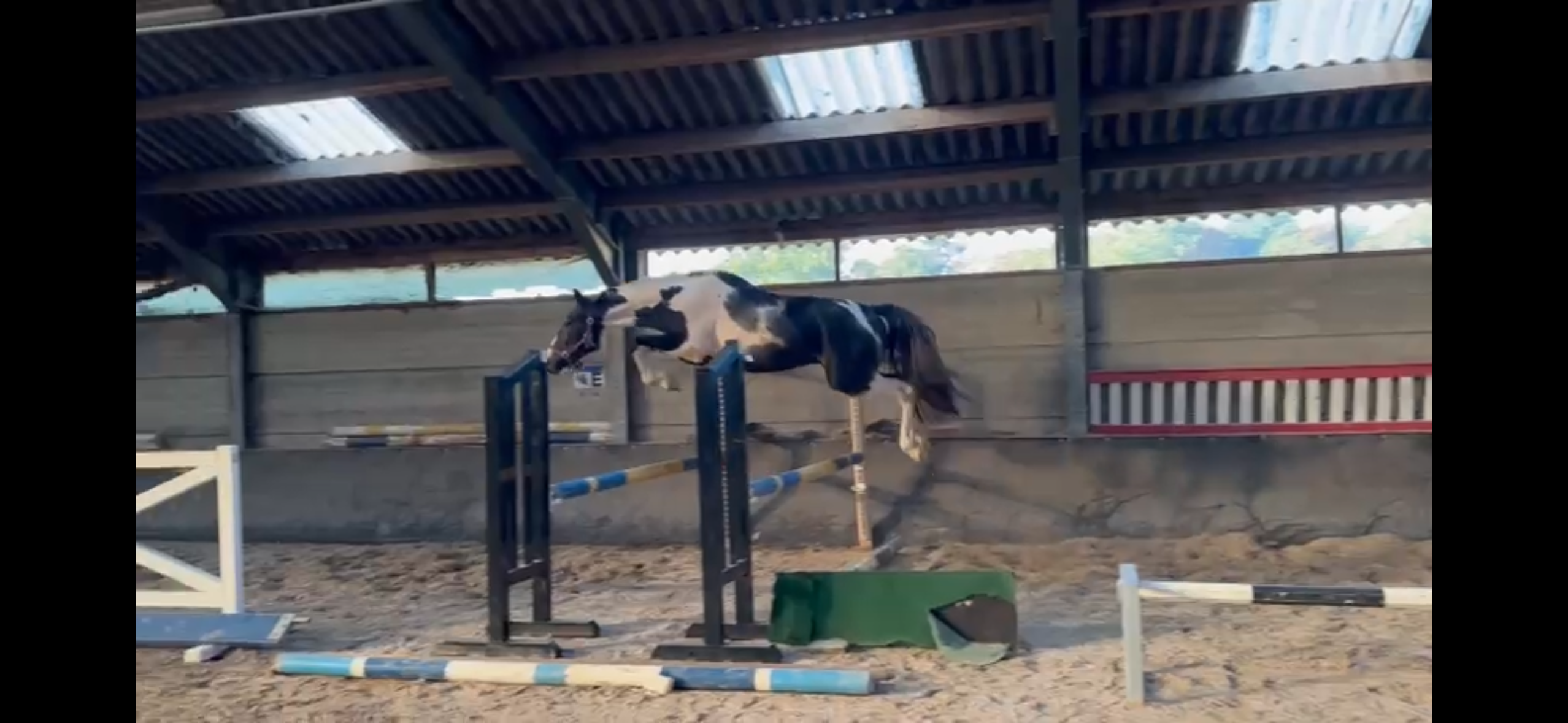 Bonte jonge hengst