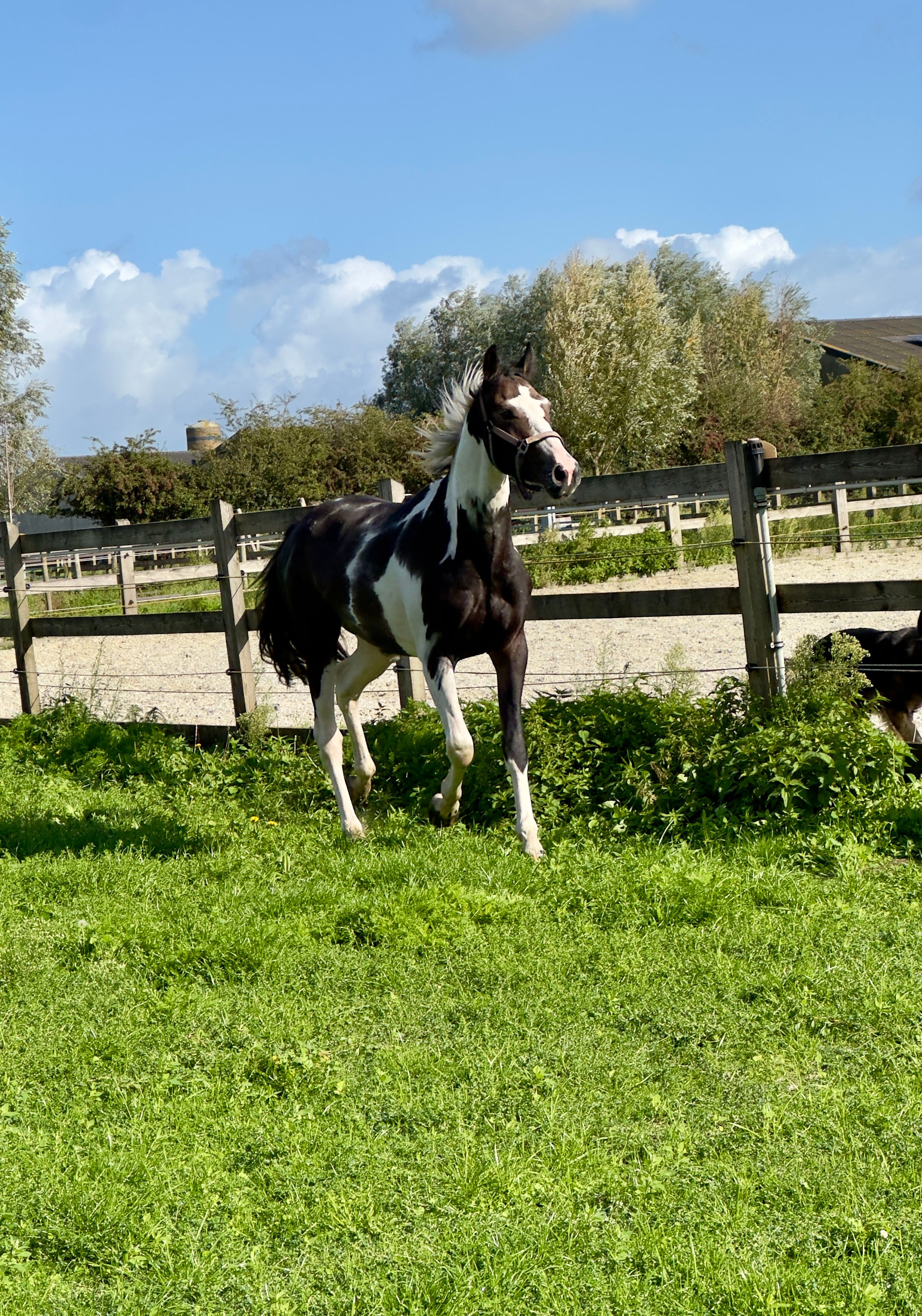 bwp springpaard hengst 2 jaar skewbald te koop - Foto 2