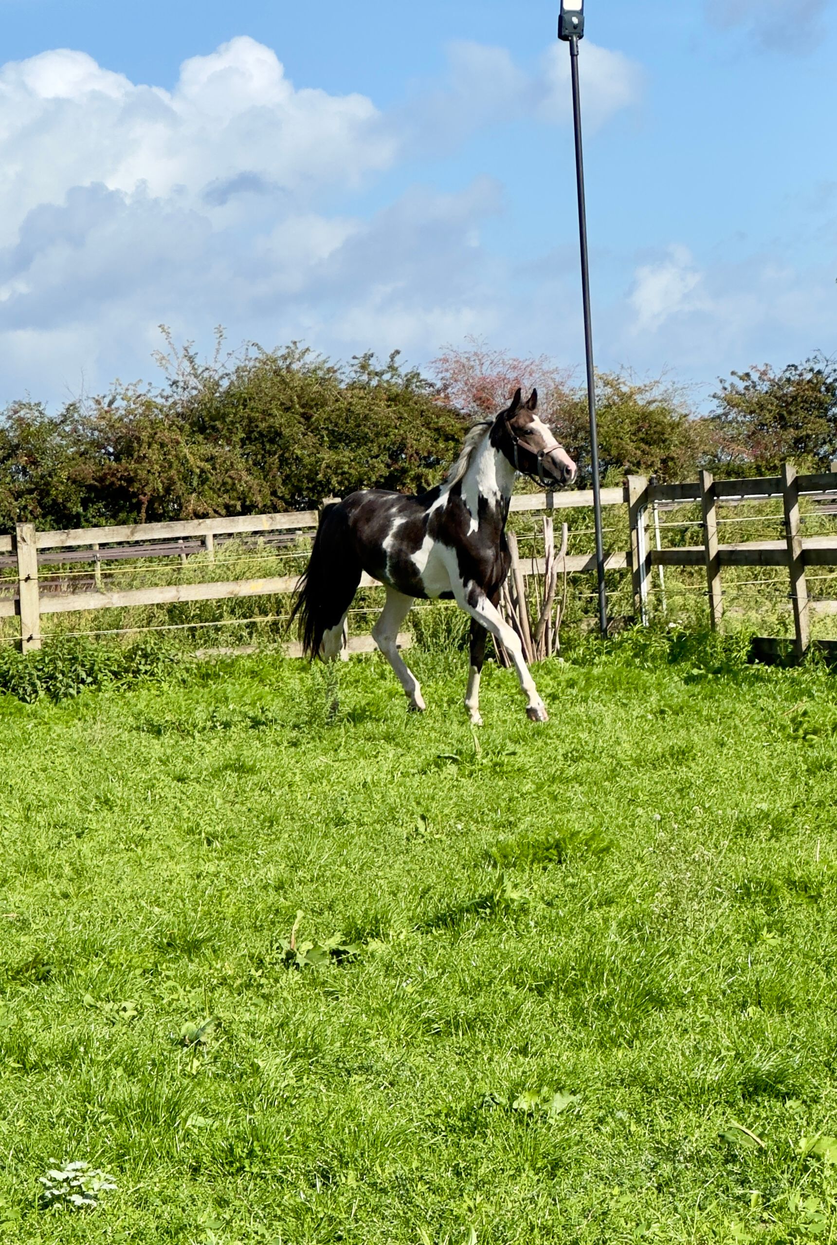 bwp springpaard hengst 2 jaar skewbald te koop - Foto 3