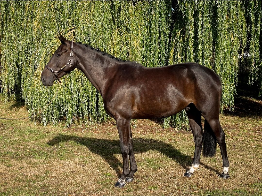 springpaard ruin 4 Jahre alt zwart zu verkaufen - Foto 2