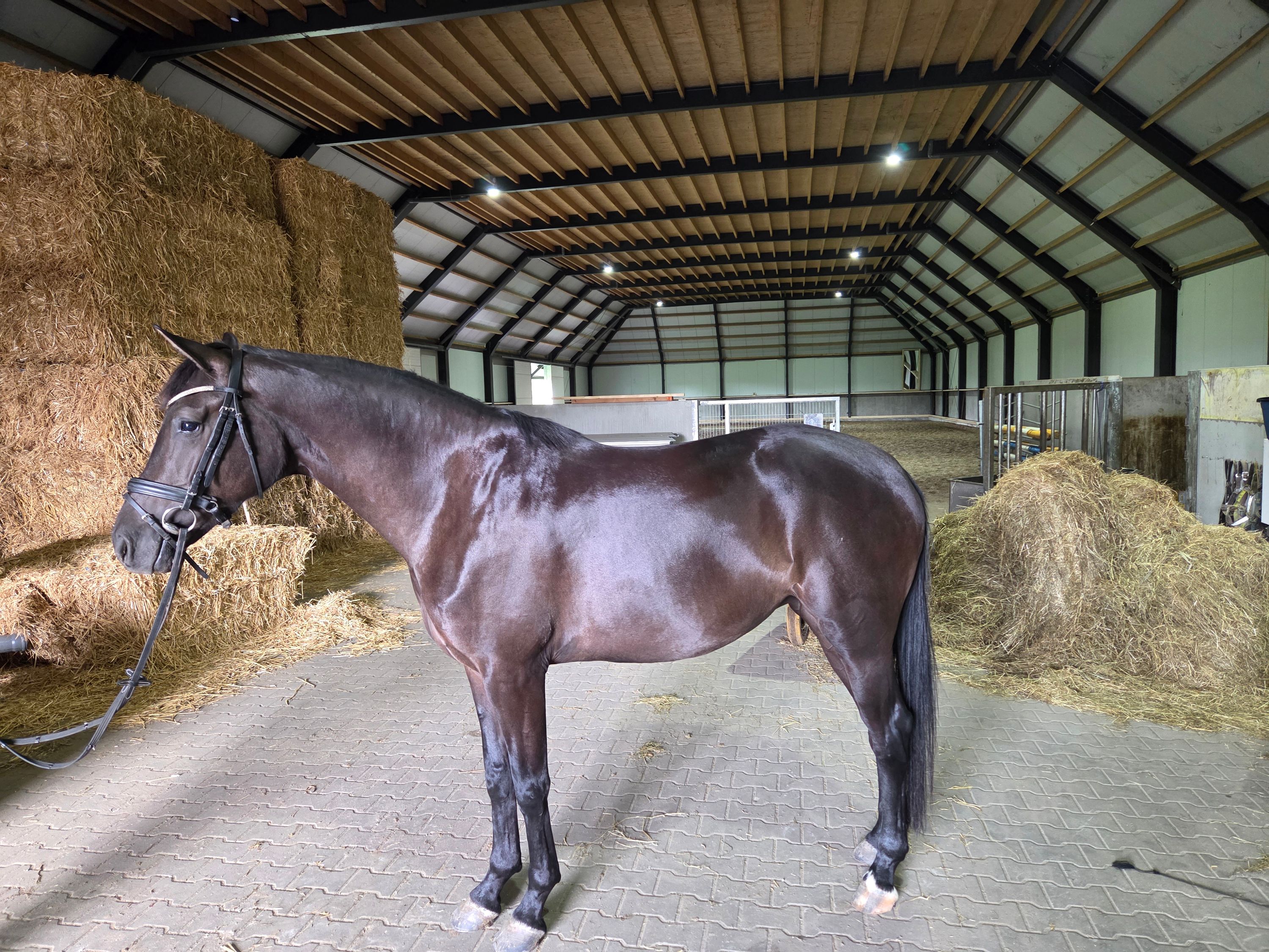 Dressuurpaard, Merrie, 3 jaar
