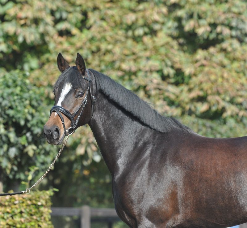 welsh allround-pony merrie 7 let vos na prodej - Foto 4