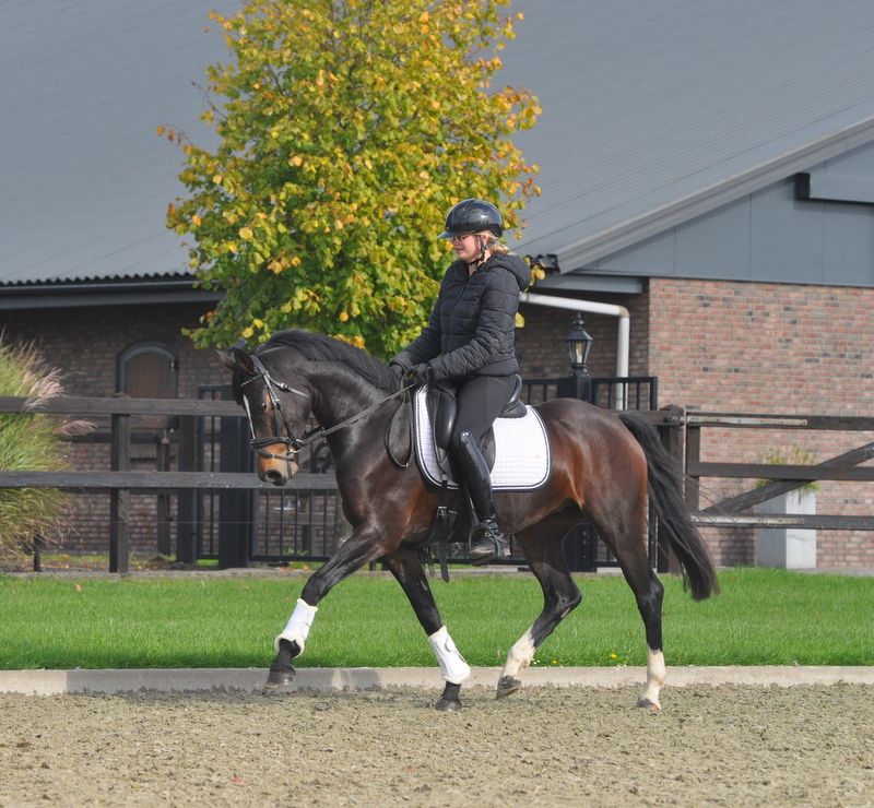 welsh allround-pony merrie 7 let vos na prodej - Foto 6