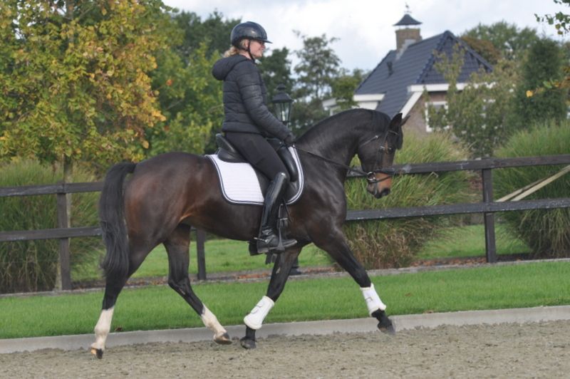 welsh allround-pony merrie 7 let vos na prodej - Foto 5