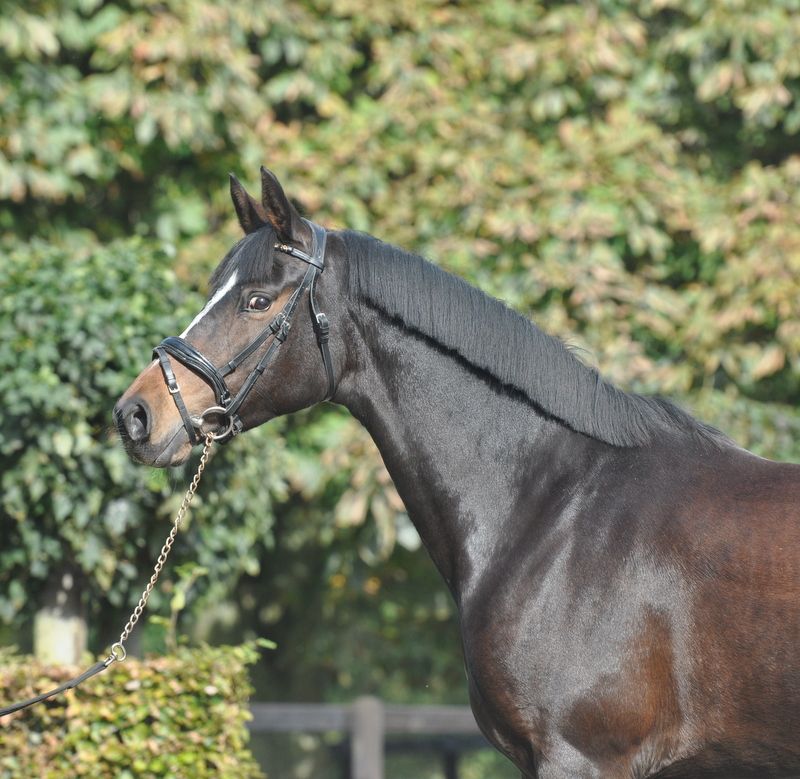 welsh allround-pony merrie 7 let vos na prodej - Foto 3