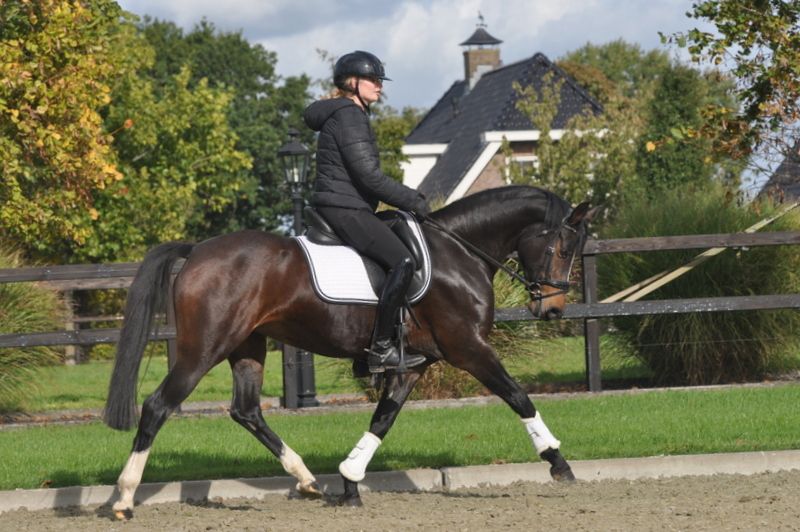 welsh allround-pony merrie 7 let vos na prodej - Foto 2