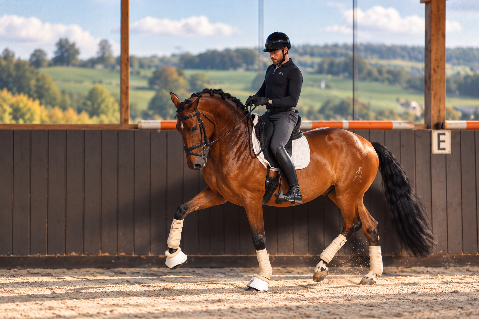 andalusie dressuurpaard ruin 8 years old bruin for sale - Photo 3