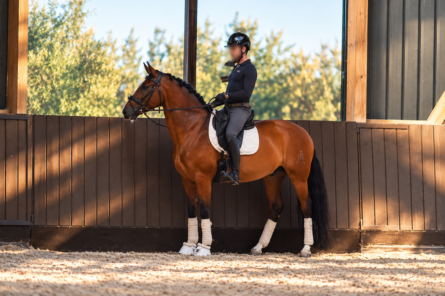 andalusie dressuurpaard ruin 8 years old bruin for sale - Photo 2