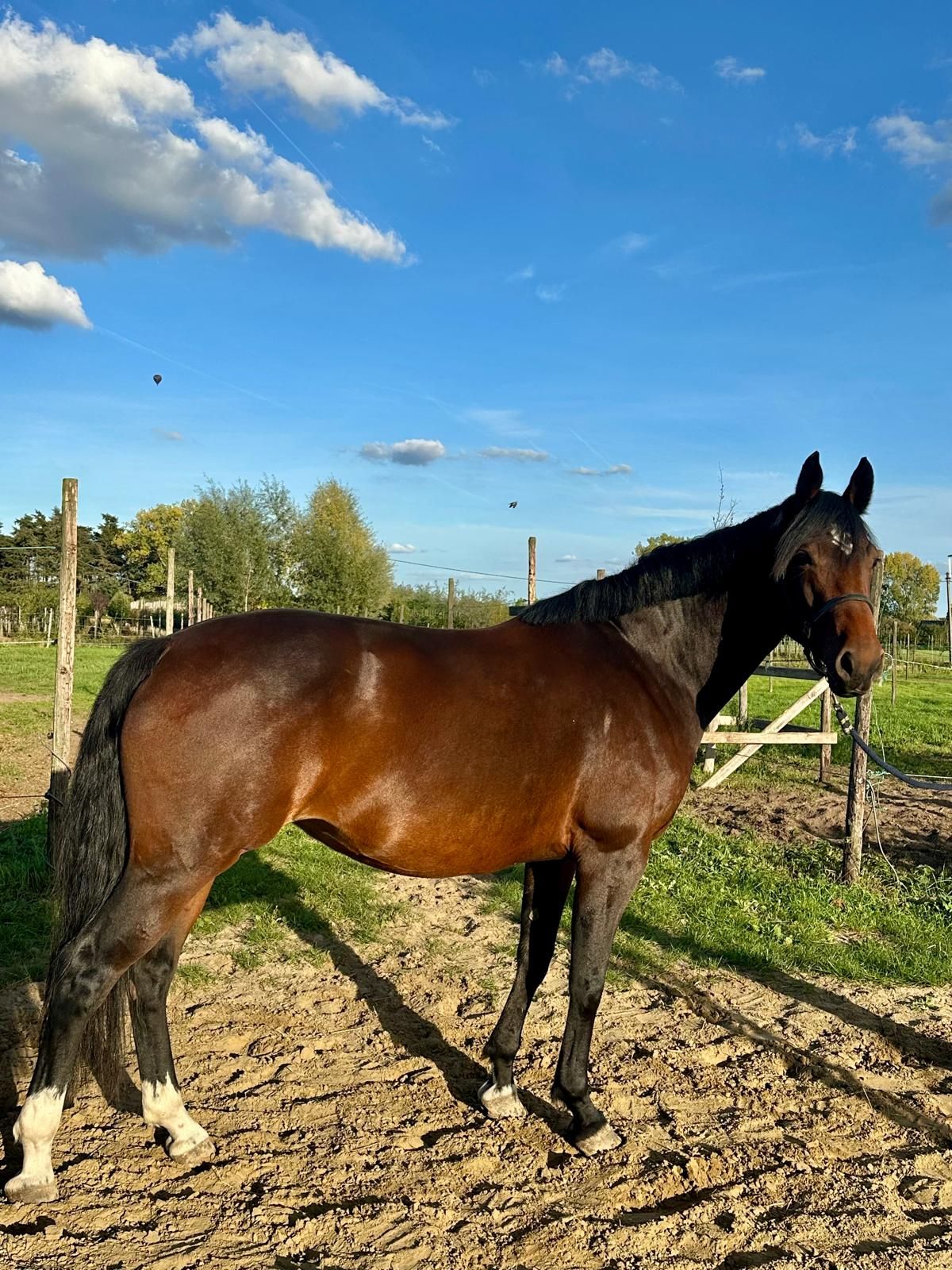 ander dressuurpaard merrie 6 jaar donkerbruin te koop - Foto 4