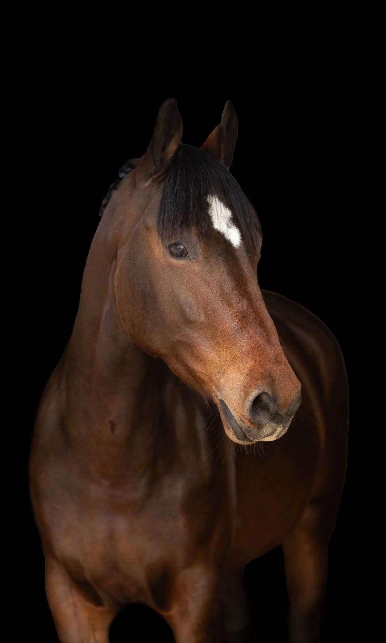 ander dressuurpaard merrie 6 jaar donkerbruin te koop - Foto 2