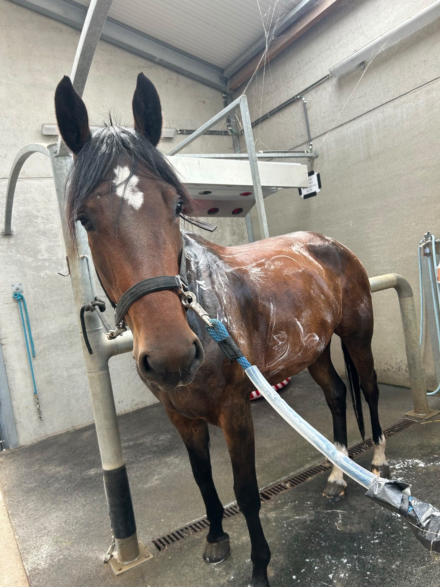 ander dressuurpaard merrie 6 jaar donkerbruin te koop - Foto 5