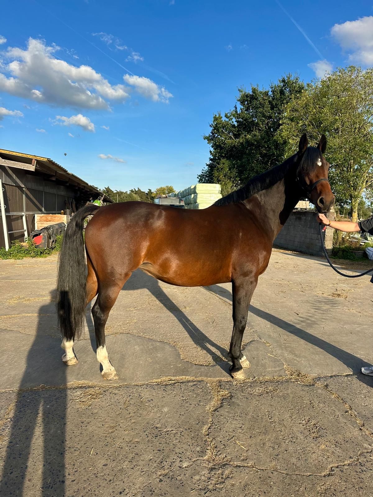 Fijne 6-jarige dressuurmerrie Henkie x Kennedy