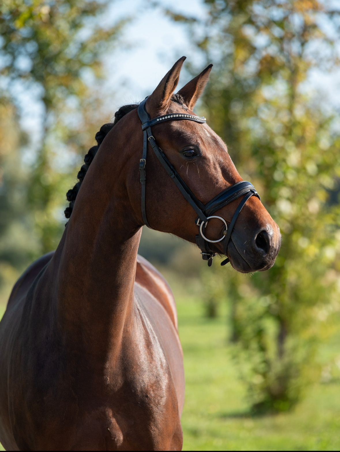 KWPN dressuurpaard Ruin 4 ani Donkerbruin de vânzare - Foto 2