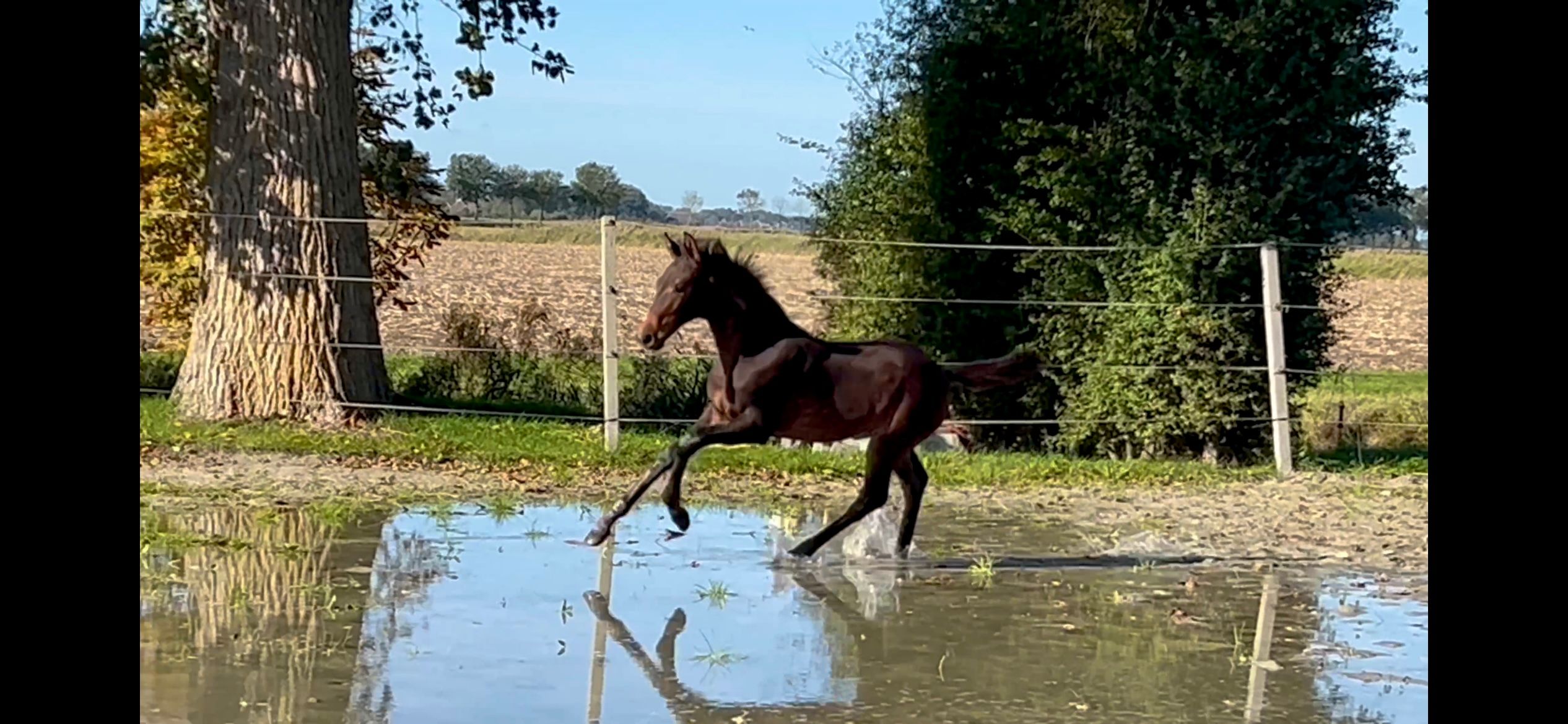 kwpn dressuurpaard hengst 0 ani donkerbruin de vânzare - Foto 3