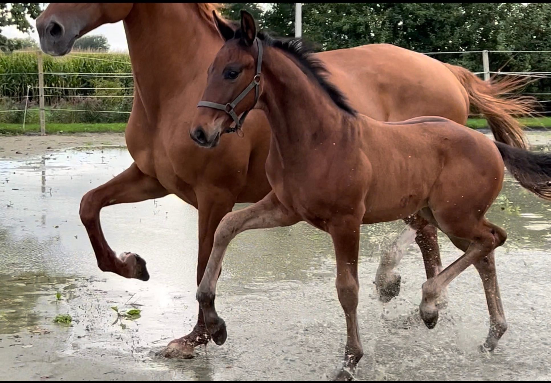 kwpn dressuurpaard hengst 0 ani donkerbruin de vânzare - Foto 2
