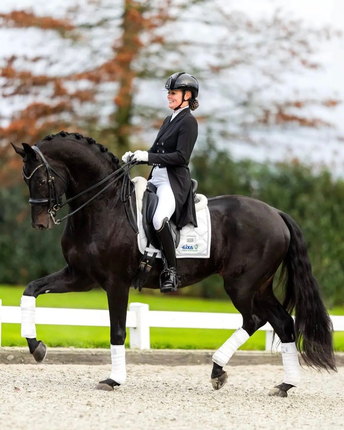 kwpn dressuurpaard hengst 0 ani donkerbruin de vânzare - Foto 4