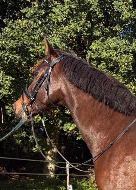 kwpn dressuurpaard ruin 4 ans bruin à vendre - Photo 2