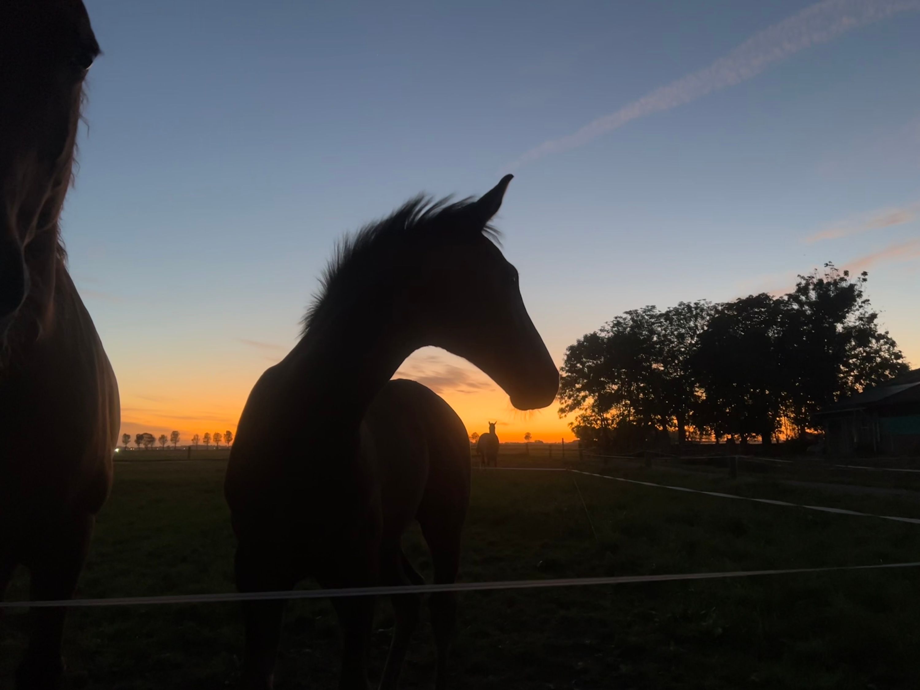 kwpn dressuurpaard hengst 0 ani donkerbruin de vânzare - Foto 5