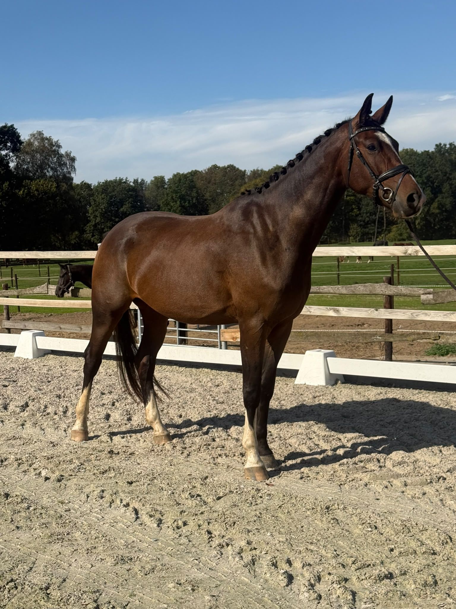 kwpn dressuurpaard ruin 4 let donkerbruin na prodej - Foto 3