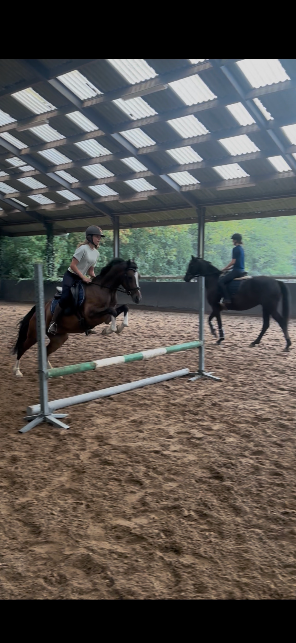 welsh pony ruin 5 år bruin till salu - Foto 3
