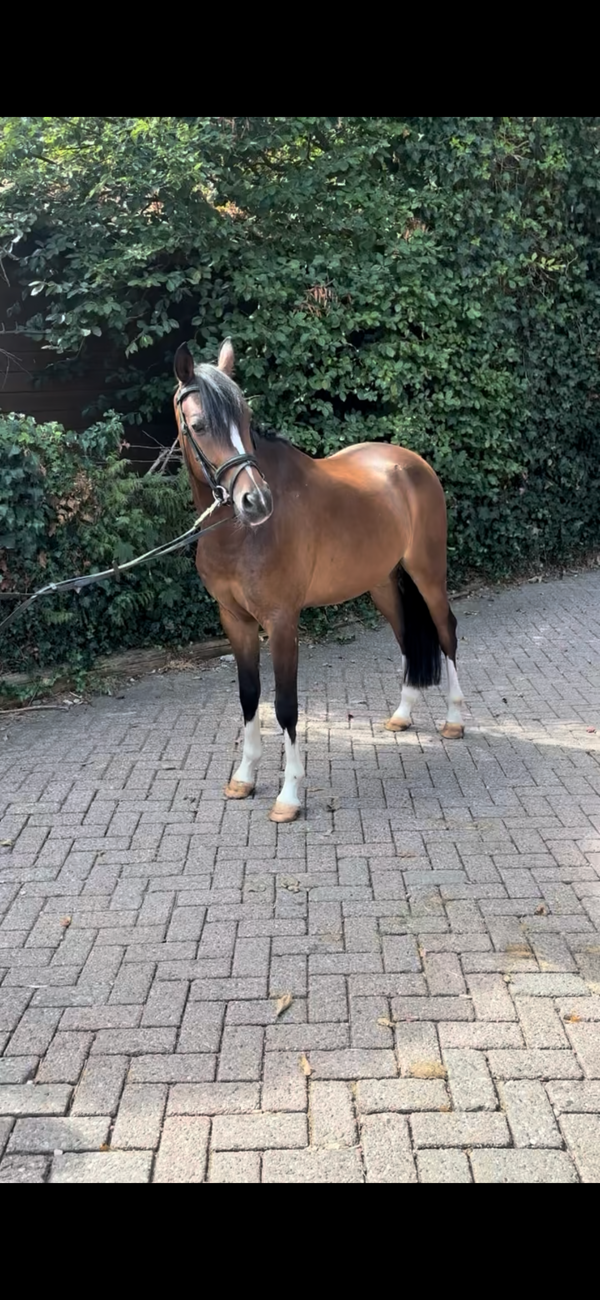 welsh pony ruin 5 år bruin till salu - Foto 2