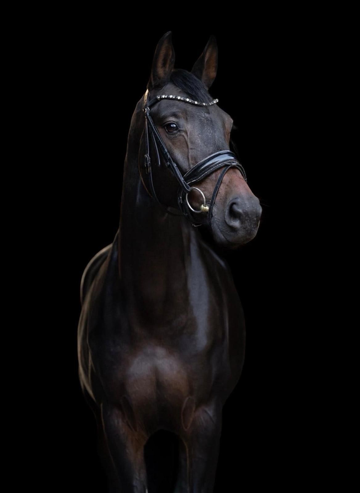 Talented Westphalian mare – 10 years