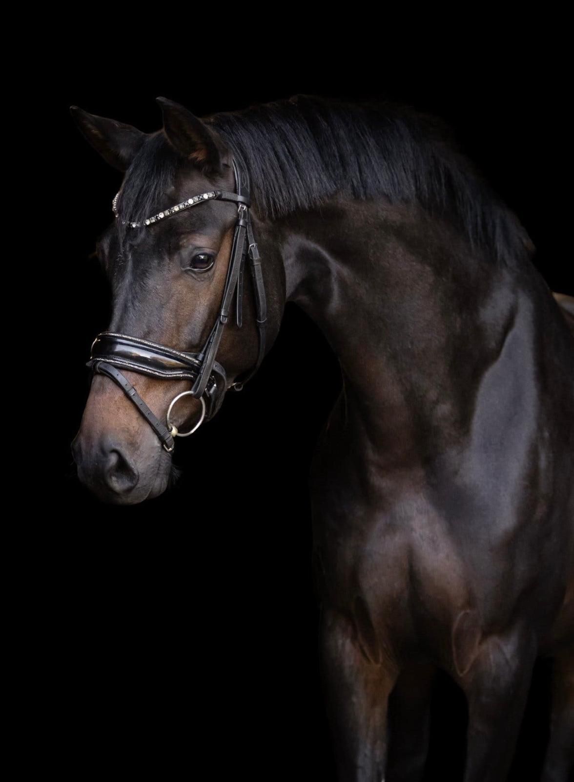 westfalen dressuurpaard merrie 10 years old donkerbruin for sale - Photo 2