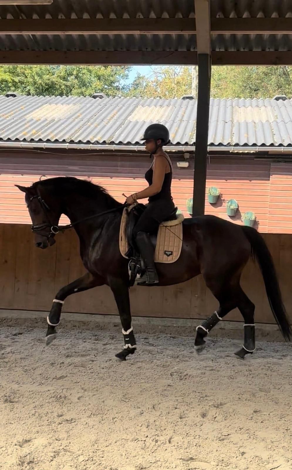 westfalen dressuurpaard merrie 10 years old donkerbruin for sale - Photo 3