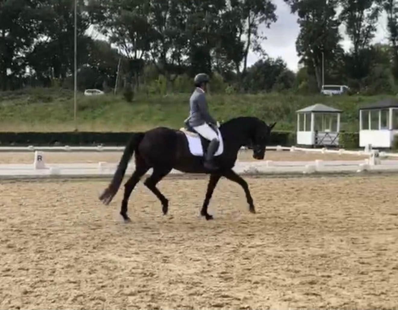 westfalen dressuurpaard merrie 10 years old donkerbruin for sale - Photo 4