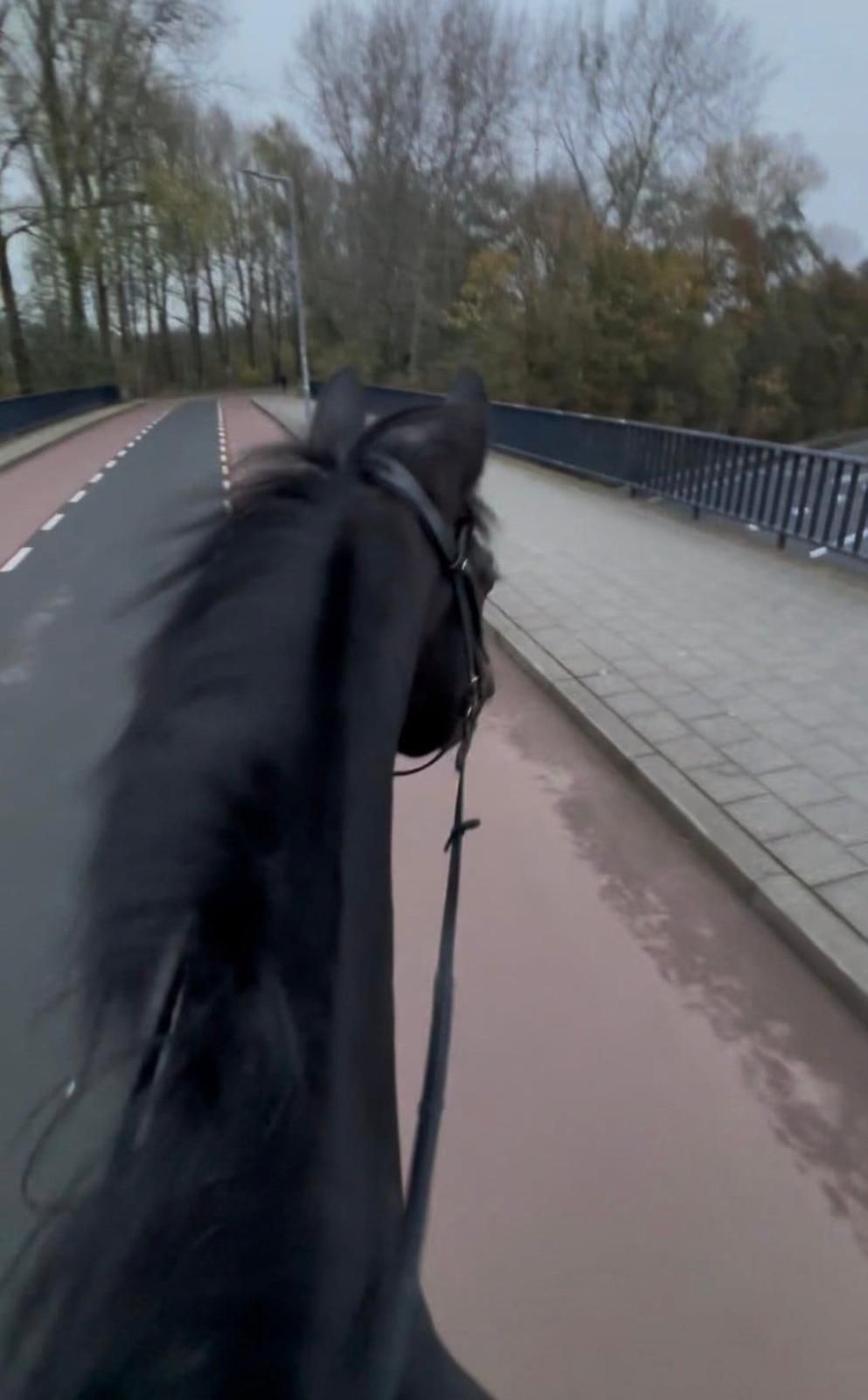 westfalen dressuurpaard merrie 10 years old donkerbruin for sale - Photo 5