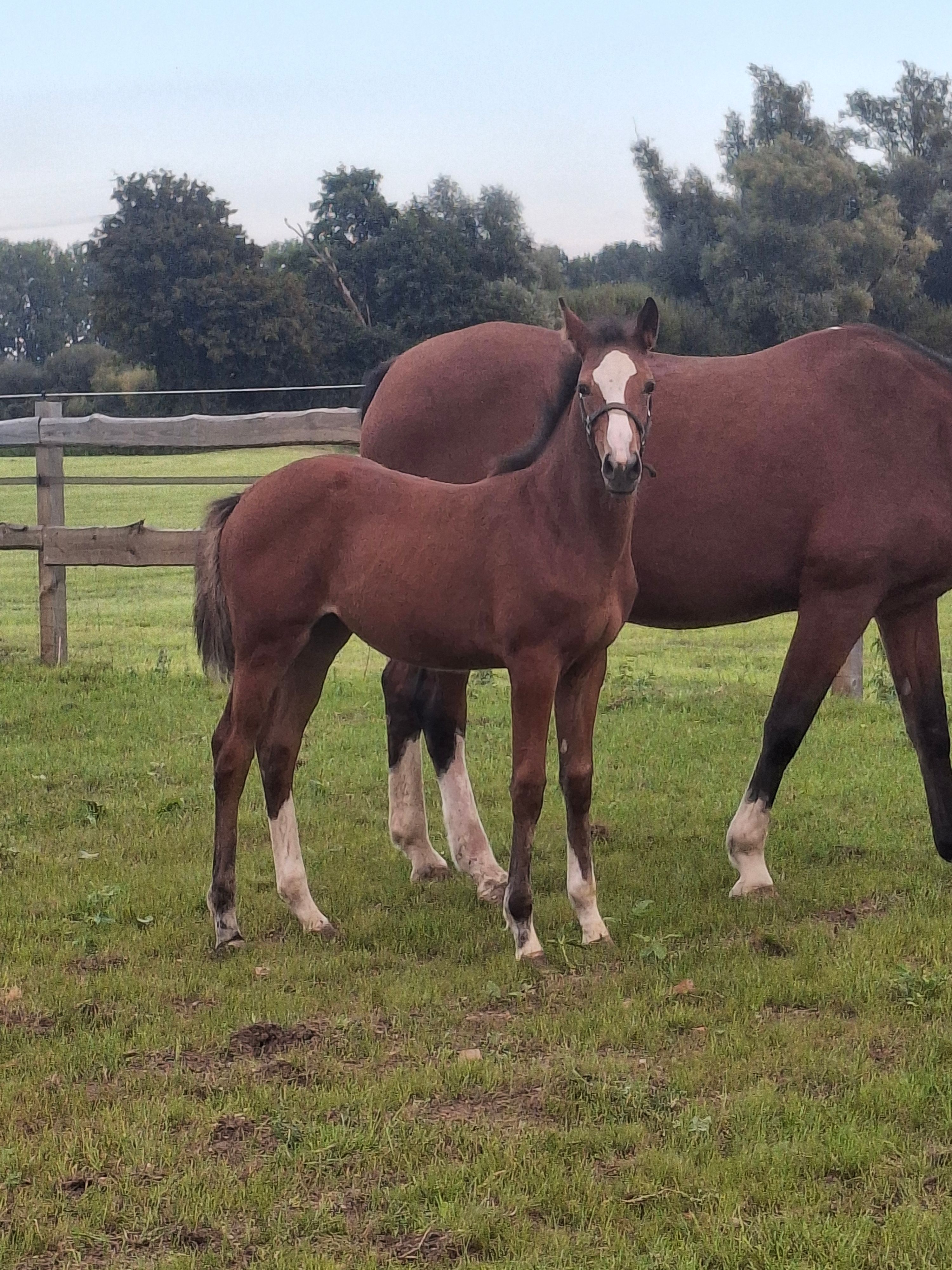 filly by J-Nius V.V Z x Tangelo vd zuuthoeve