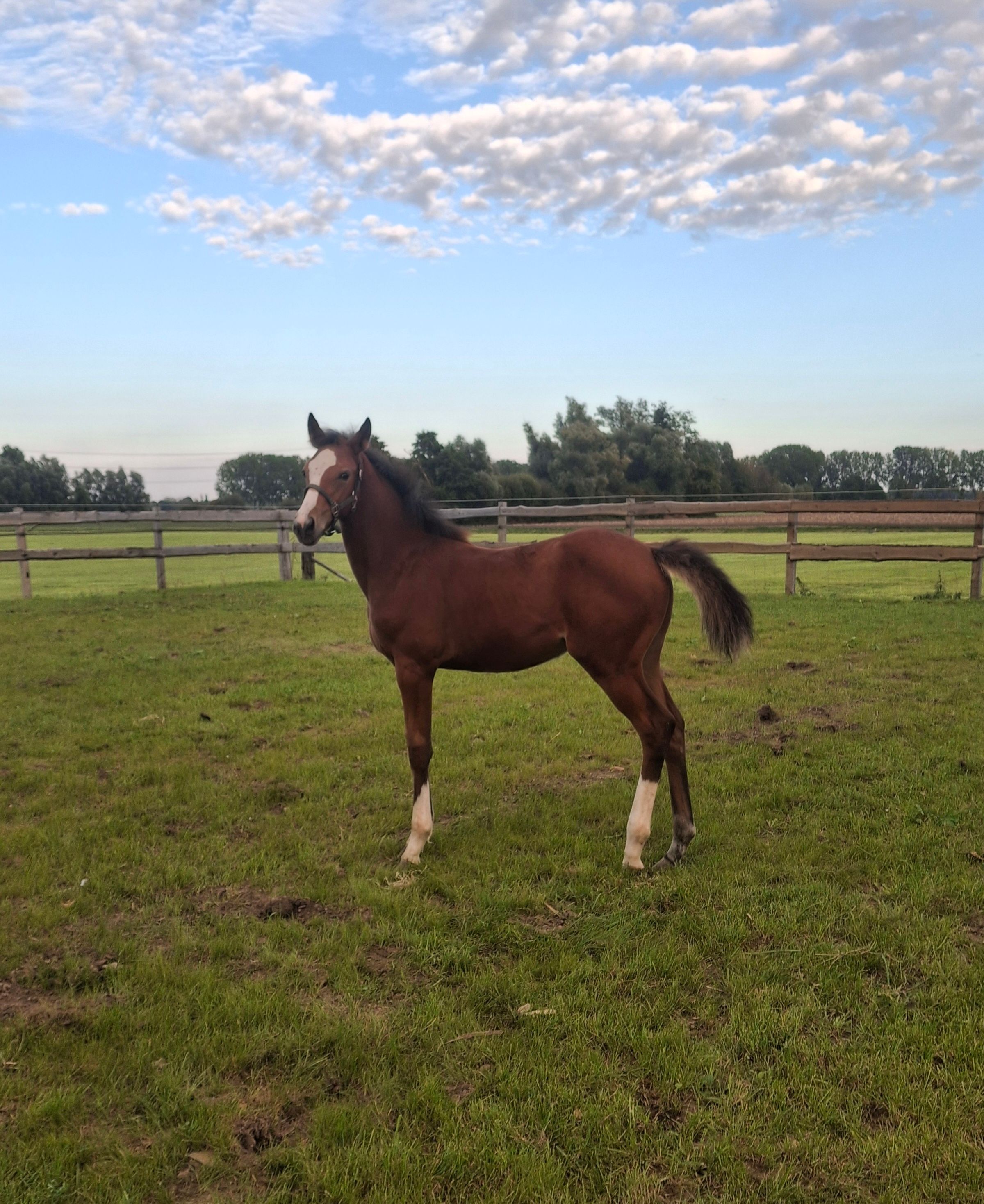 zangersheide springpaard merrie 0 år bruin till salu - Foto 4