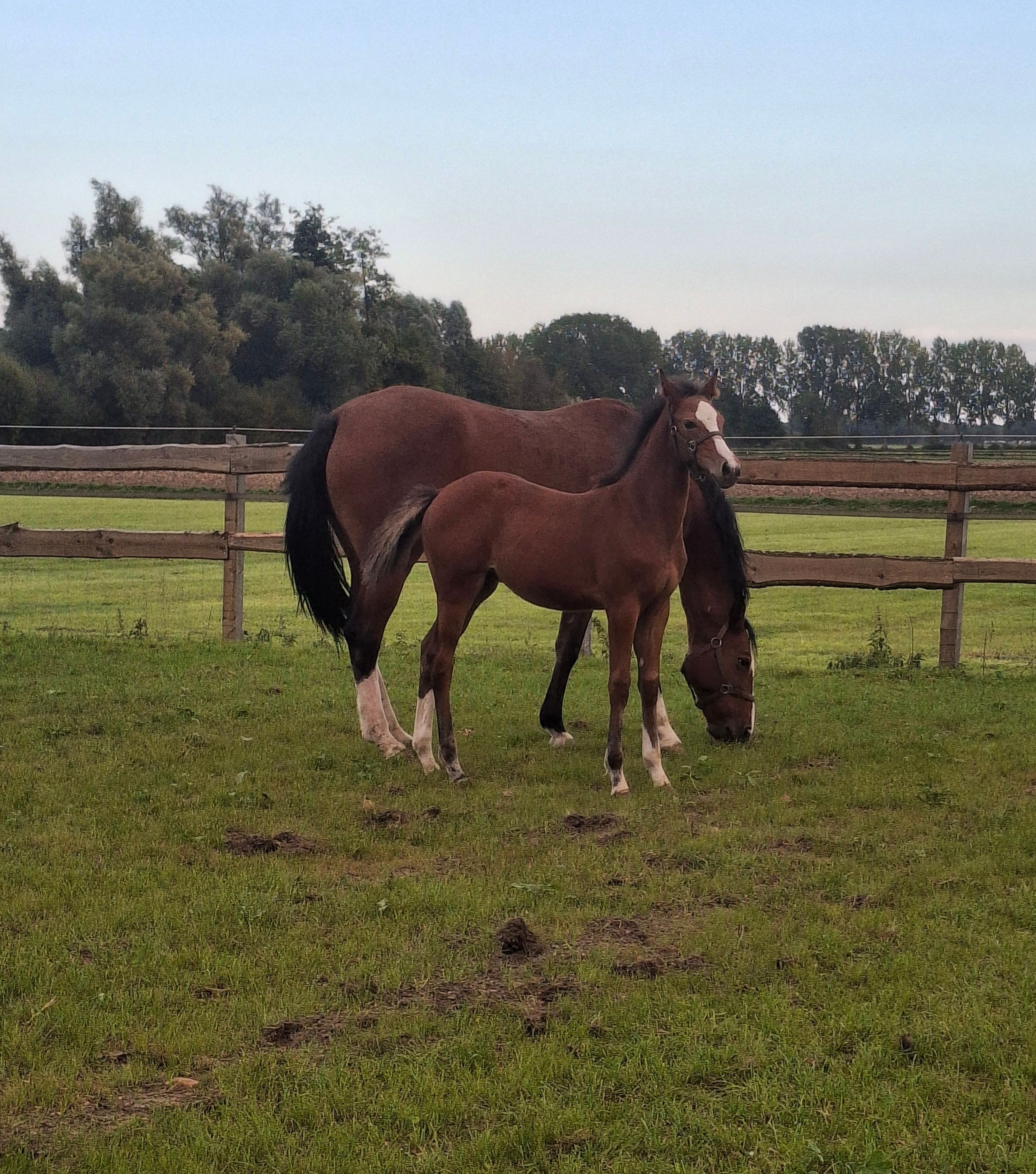 zangersheide springpaard merrie 0 år bruin till salu - Foto 3