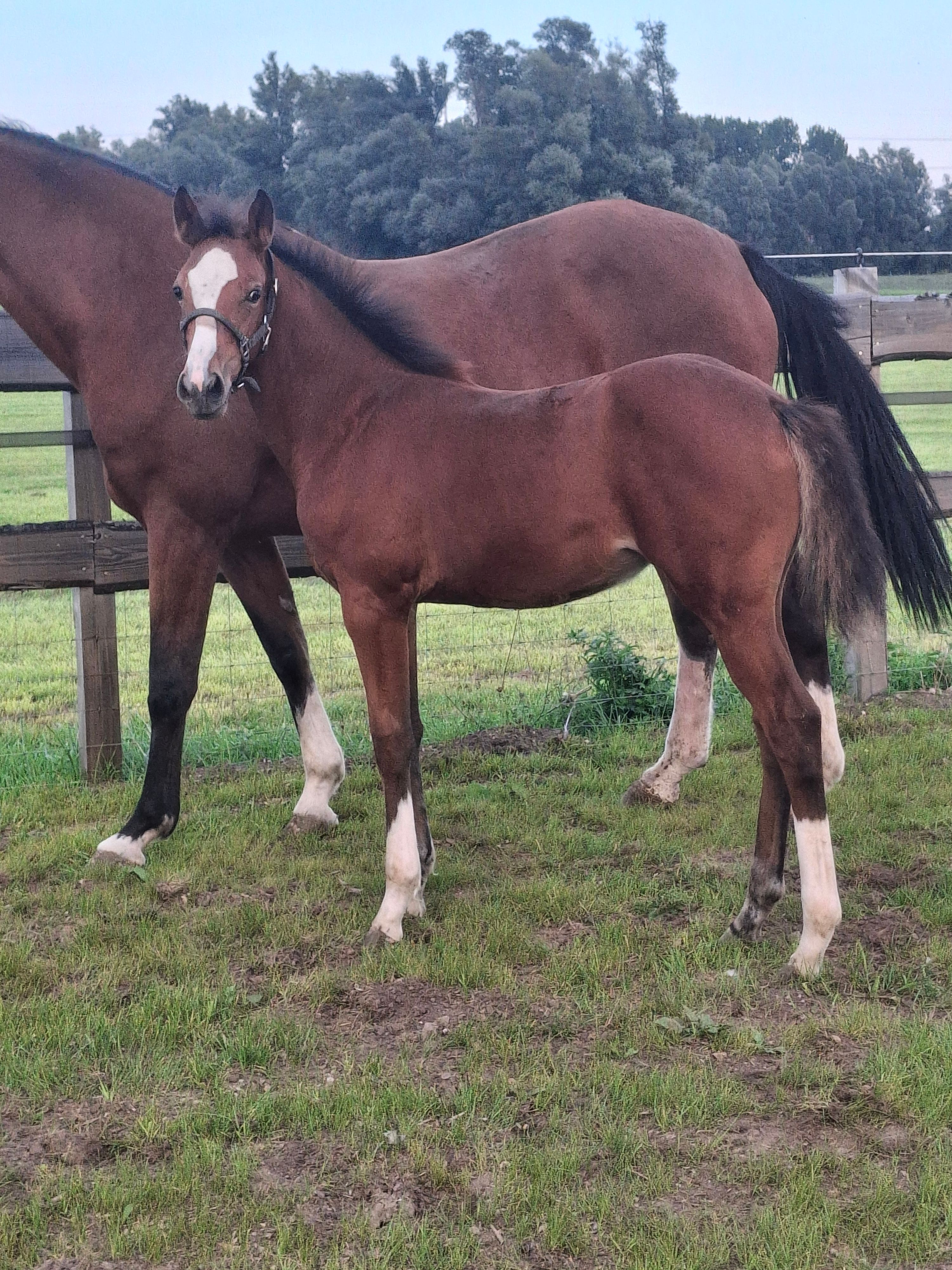 zangersheide springpaard merrie 0 år bruin till salu - Foto 2