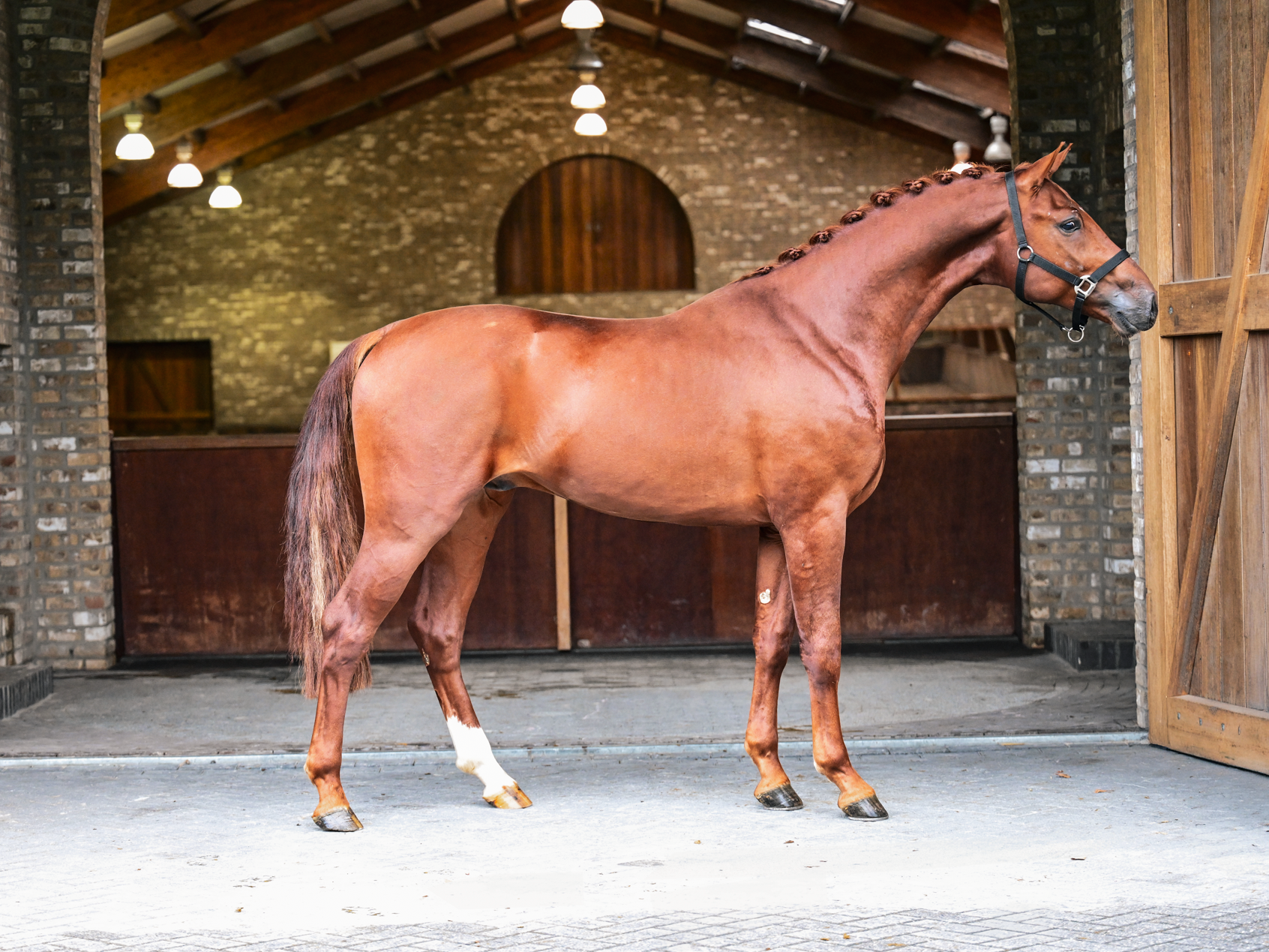 kwpn dressuurpaard hengst 3 år zwart till salu - Foto 3