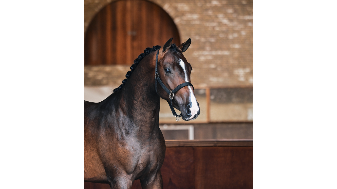 Exceptional Young Stallions - Discover Tomorrow’s Champions
